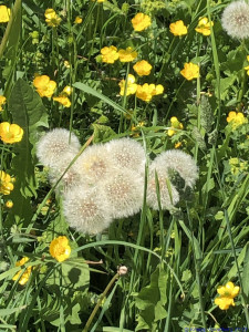 KAC Gaissau Kräuterwanderung 2019 06 29 15 02 28  4749